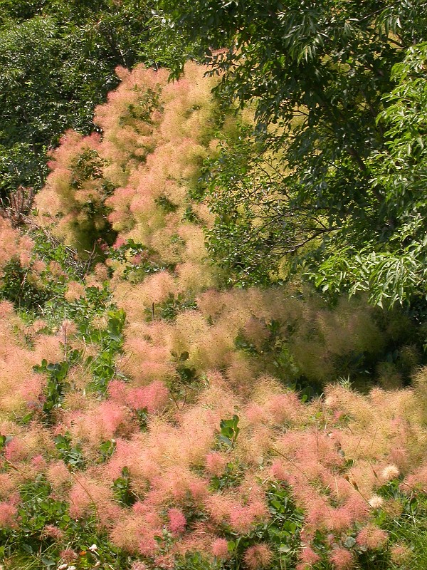 Smoke Tree in the Hot South.JPG